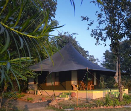 Jungle Camp